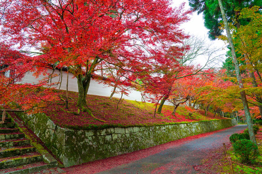 68 Best 曼殊院 Images Stock Photos Vectors Adobe Stock