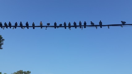 group of pigeons sitting on  electric cable