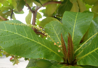 Flowering African Almond Tree