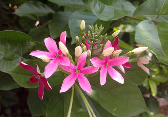Pink and Wine Red Flowers