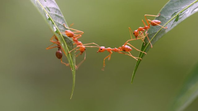 Ant action standing.Ant bridge unity team