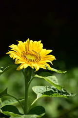 真夏のひまわり