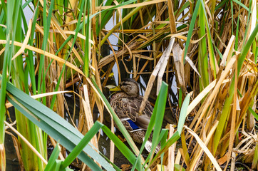 A duck sits in the reeds in the lake in the summer.