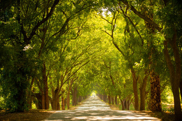 Beautiful tree tunnel during the summer time.