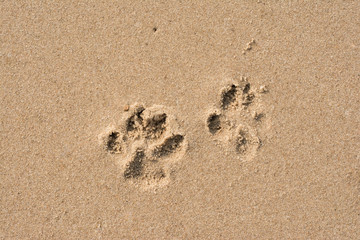 Photo of footprint beside dog footprint on the tropical beach