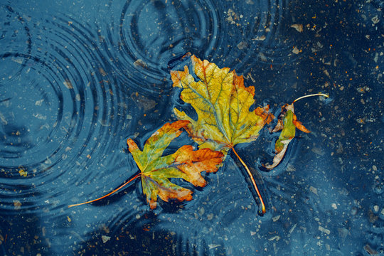 Fototapeta Beautiful old withered torn yellow autumn maple leaves in puddle on ground under rain. Fall weather season. Concept of death, despair and sad melancholic feelings.