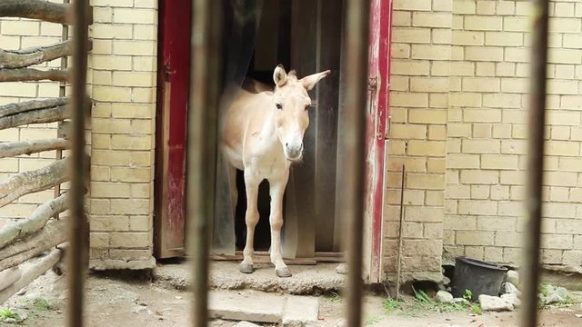 Turkmenian kulan in the cage