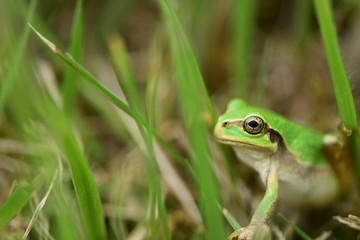草むらの中のアマガエル