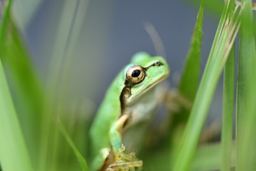 草むらの中のアマガエル