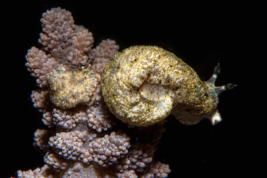 Dermatobranchus phyllodes nudibranch