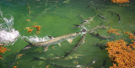 Tarpon feeding in shallow waters at Key West