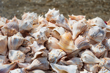 Conch shells piled up for sale in Key West