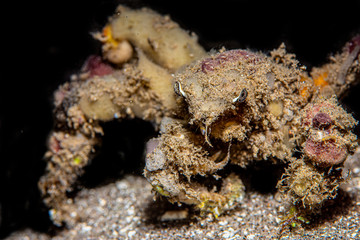 Spider decorator crab