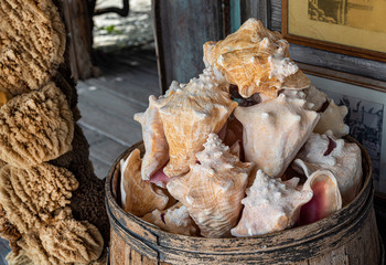 Conch shells piled up for sale in Key West