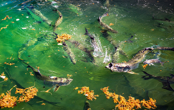 Tarpon feeding in shallow waters at Key West
