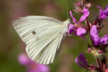 Kleiner Kohlweißling Schmetterling (Pieris rapae)	