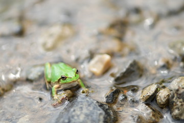 水辺のカエル