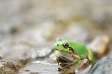 水辺のカエル