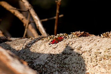 Tagpfauenauge Aglais io Schmetterling
