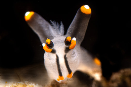 Thecacera picta nudibranch