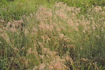 grass in the field
