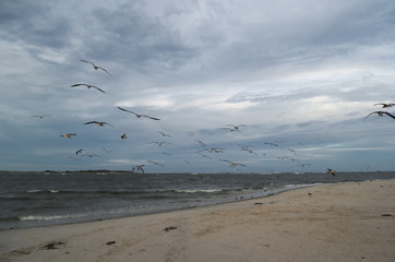 aerial view of the beach
