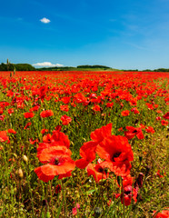 Deep red poppies in a field in the UK