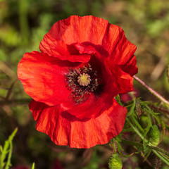 Fototapeta na wymiar Deep red poppies in a field in the UK