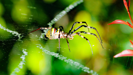Spider on web