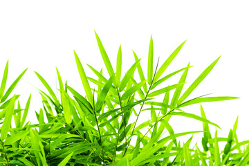 Bamboo leaves isolated on white background.