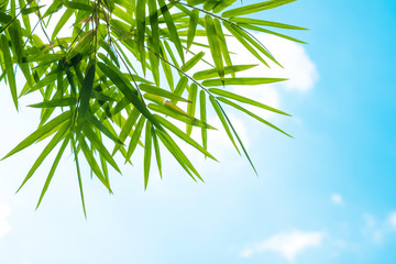 Bamboo leaves and blue sky. Nature concept.