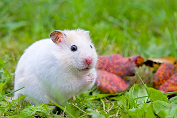 white hamster