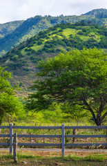 Fototapeta na wymiar Ranch landscape against the mountains 