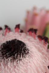 Fototapeta premium Pink King protea flower in bloom macro still on a white background