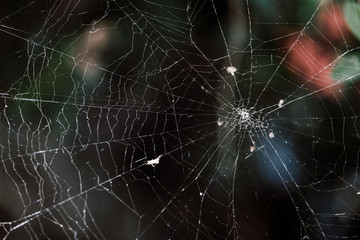 Natural spider web and perching branches