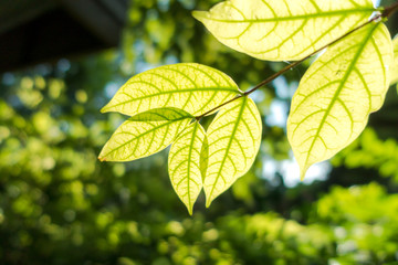 Abstract, nature Green leaf background and beautiful wallpaper.