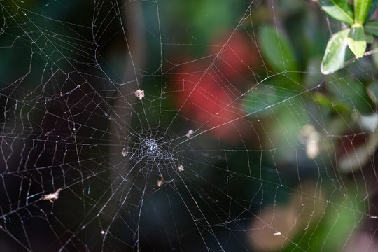 Natural spider web and perching branches