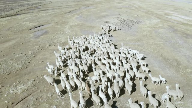 Alpacas free at the andes from Per&uacute;.