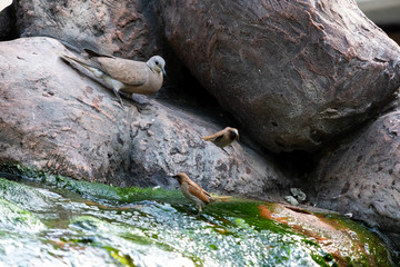 Birds by the stream and on the tree