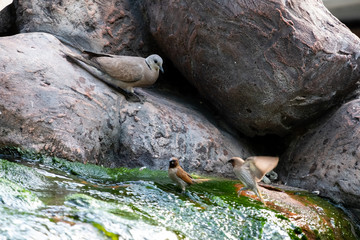 Birds by the stream and on the tree