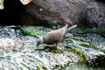 Birds by the stream and on the tree