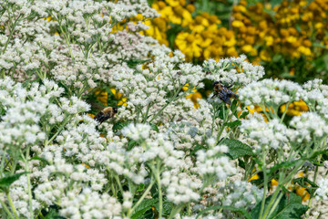 Bees and white flowers
