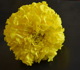 Yellow marigold flower isolated on black background. Minimal art.