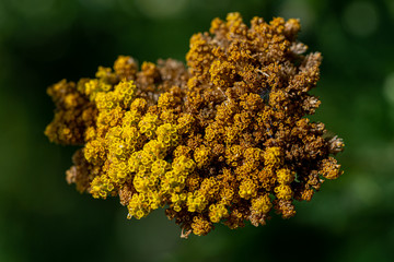 Small yellow flowers