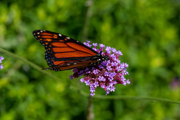 Butterfly on a flower