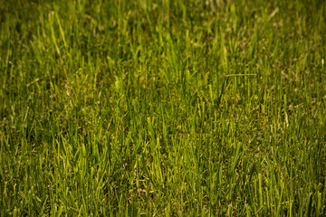 Green surface of poor-trimmed lawn