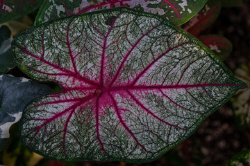 Big heart-shaped leaf