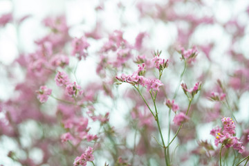 Variety of small pink flowers