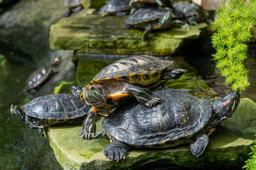 Obraz premium Turtles sitting by a pond