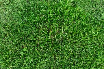 Green grass texture for background. Green lawn pattern and texture background.